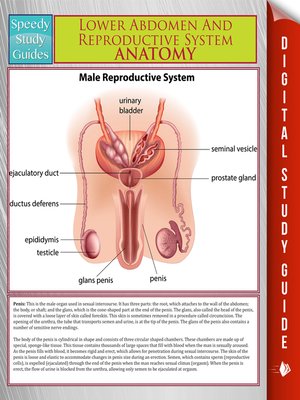 cover image of Lower Abdomen and Reproductive System Anatomy